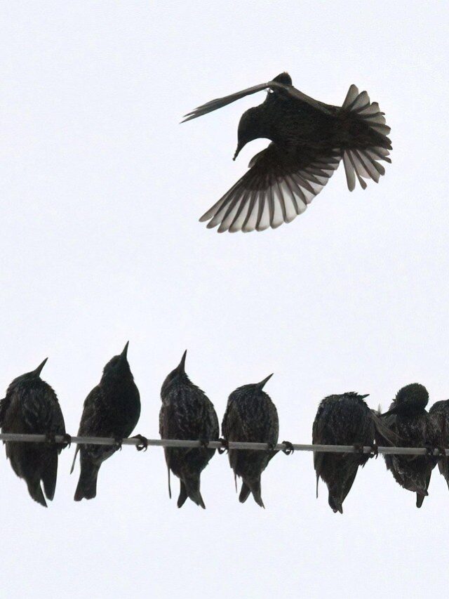 বাড়িতে শালিক আসা কীসের ইঙ্গিত জানুন