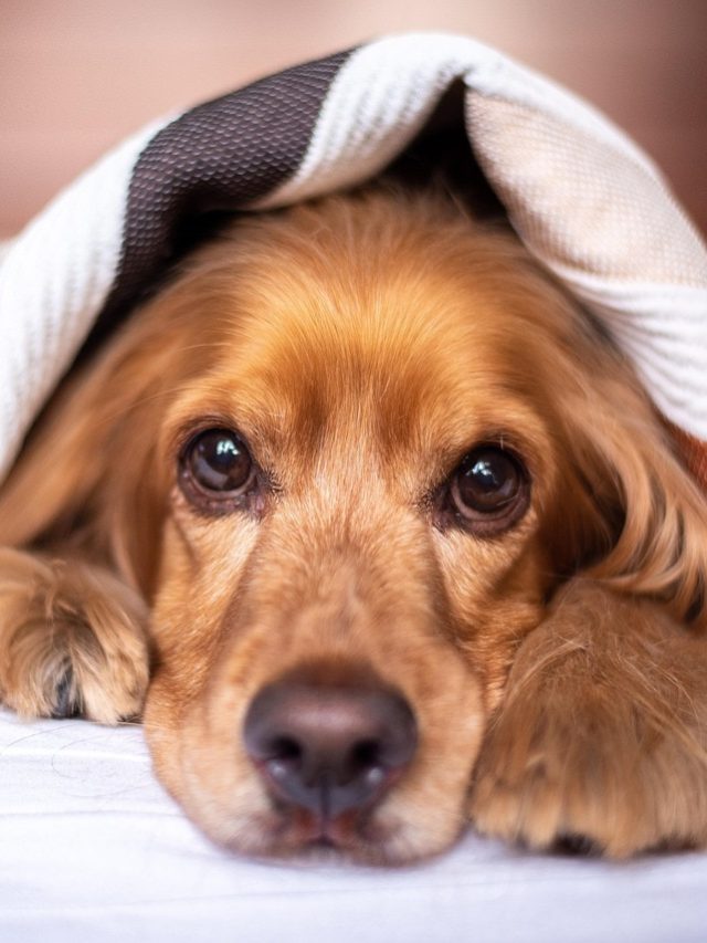 কুকুরের জন্য এই জিনিসগুলো বিষ, শরীর খারাপের কারণ হতে পারে