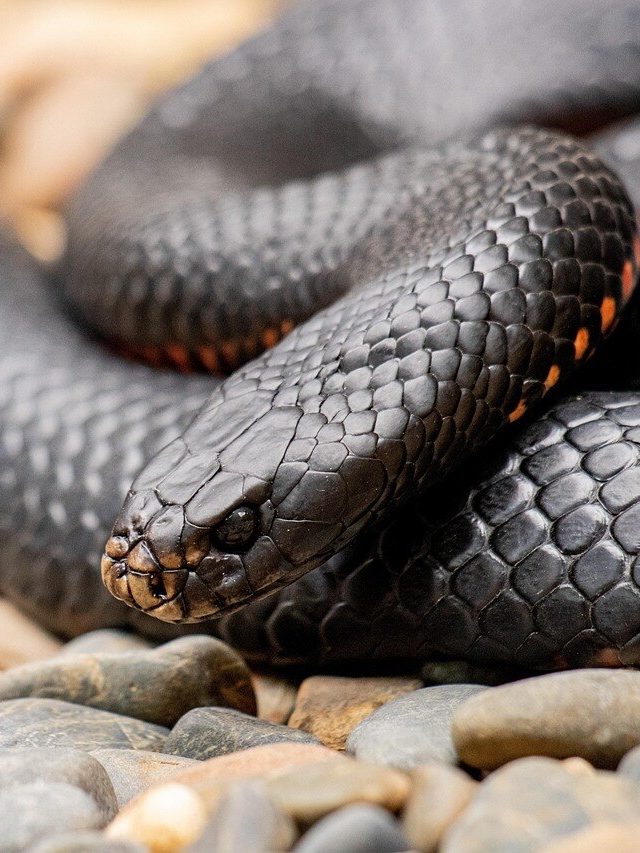 ঘরের কোনও একটা জায়গায় ঘাপটি মেরে বসে সাপ, কীভাবে বুঝবেন?