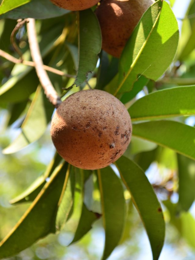 गर्मियों में रोज जरूर खाएं चीकू, मिलेंगे फायदे ही फायदे