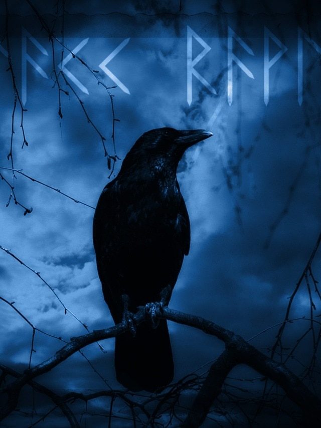 ভবিষ্যতের ইঙ্গিত দেয় কাকের ডাক, শুভ-অশুভ বুঝুন এই ভাবে