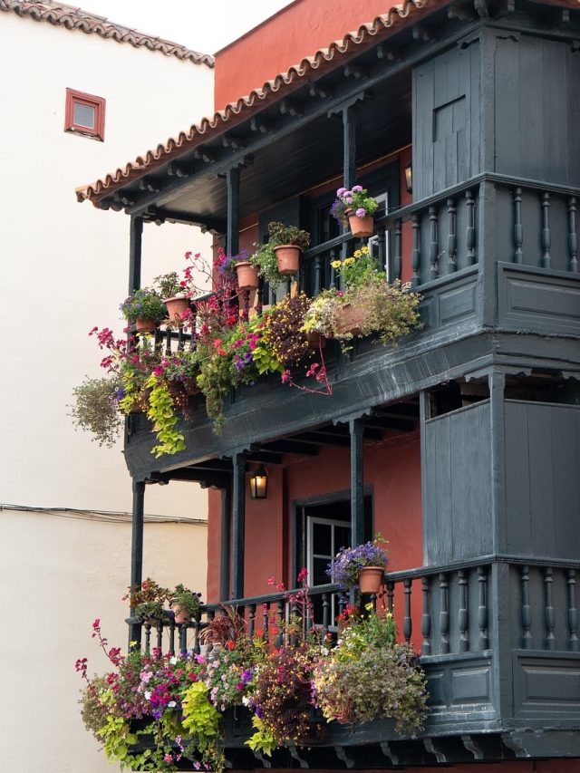 এই ৫ গাছ দিয়ে বারান্দা সাজান,ছবি তোলার সেরা জায়গা হয়ে উঠবে