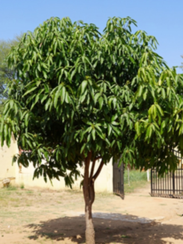 বাড়ির কাছে এই গাছ থাকলে শুষে নেয় কষ্ট-দুঃখ, আনে সমৃদ্ধি