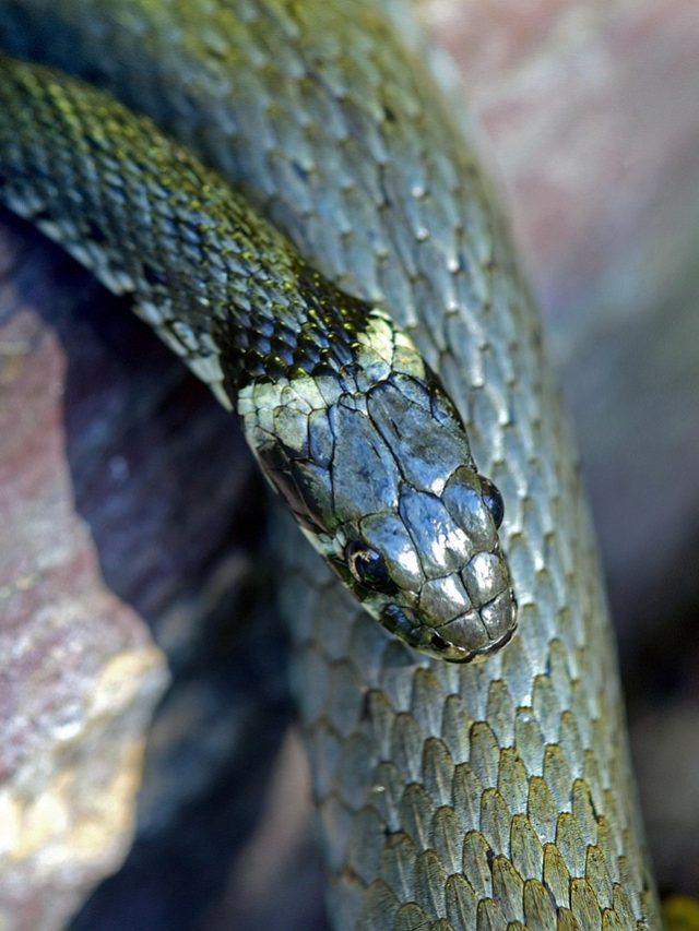 ঘরের ভিতর সাপ দেখলে প্রথমেই কী করবেন?