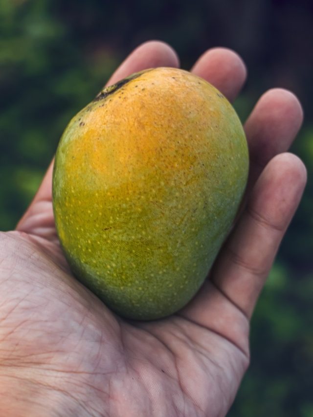 হাতে নিয়েই বুঝবেন মিষ্টি, এটাই সুস্বাদু  আম চেনার সঠিক উপায়