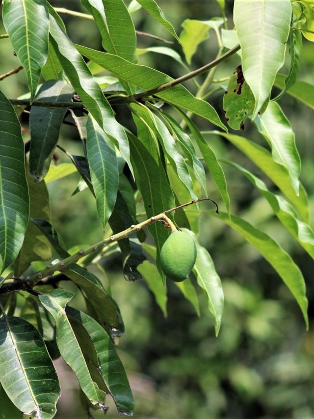 বাড়ির ঠিক এই দিকে আম গাছ থাকলে শুভ ফল মেলে, ব্যাঙ্ক ব্যালেন্স  বাড়ে