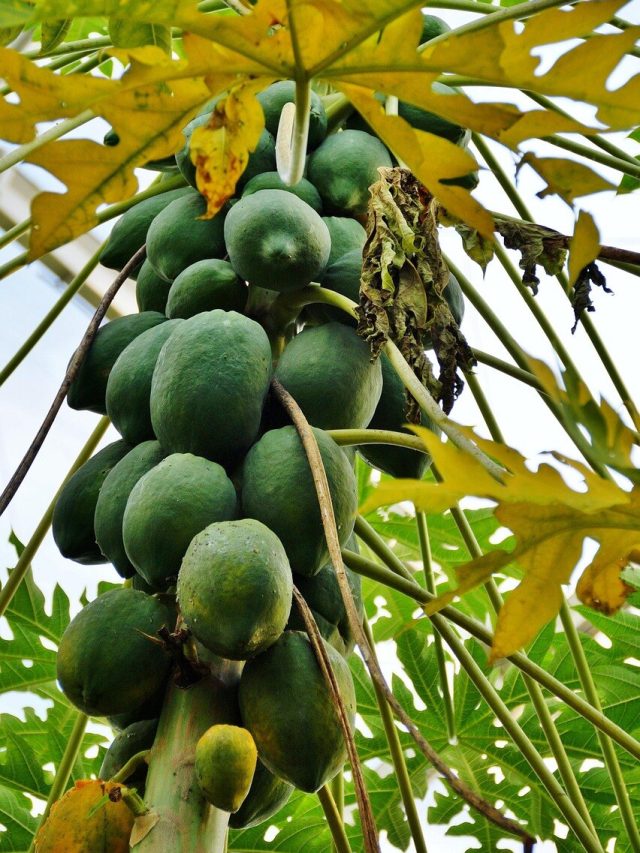 বাড়ির সামনে পেঁপে গাছ? জীবনে এসব ঘটবেই, মিলিয়ে নিন