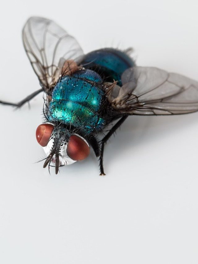 মাছির উৎপাতে জেরবার? এই টোটকায় তাড়ান চিরতরে