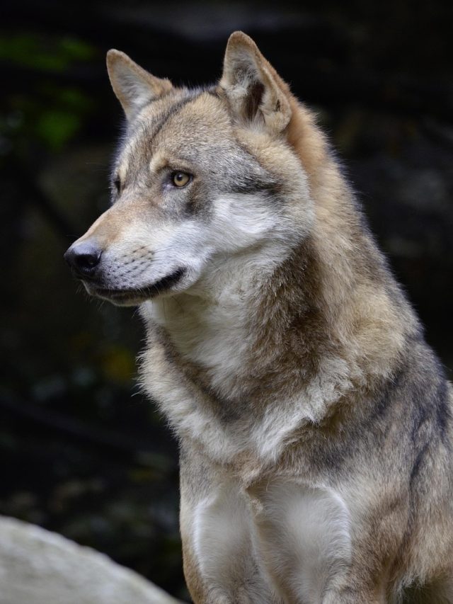 সফল হতে গেলে থাকতে হবে নেকড়ের এই ৫ গুণ, মেনেই দেখুন