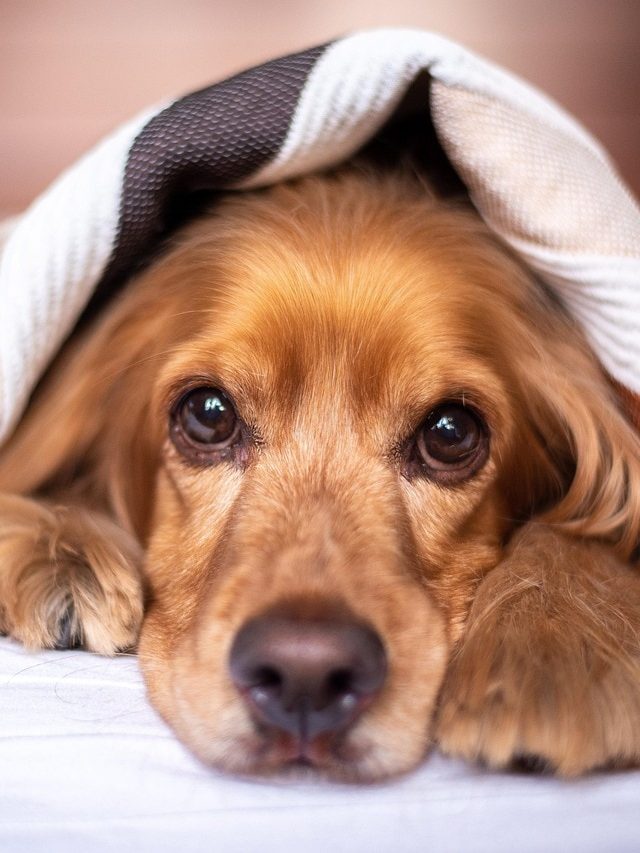 কোন রঙের কুকুরকে খাওয়ালে মালামাল হবেন জানেন?