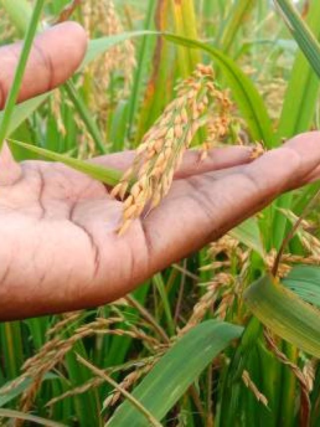 এই নতুন জাতের ধান চাষ করুন, বিঘায় ১২ বস্তা ধান হবে