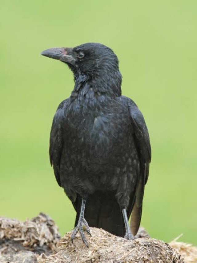 অসুস্থ হলে কাকেরা কেন পিঁপড়েদের কাছে যায়? অধিকাংশ মানুষ জানে না