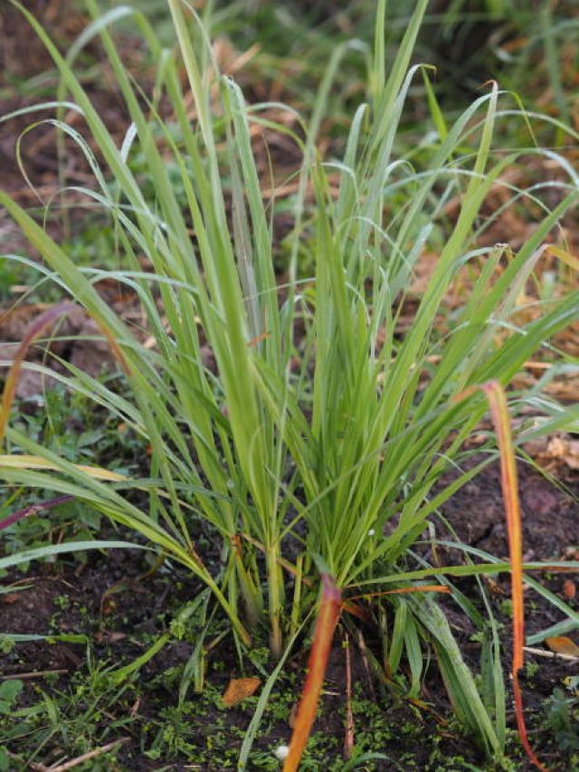 বাড়িতে এই ঘাসটি লাগান, একটা মশাও ঘরে ঢোকার সাহস পাবে না