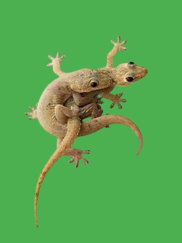 ঘরের দেওয়ালে জোড়া টিকটিকি ঘুরছে, ভাল ইঙ্গিত নাকি খারাপ ইঙ্গিত?