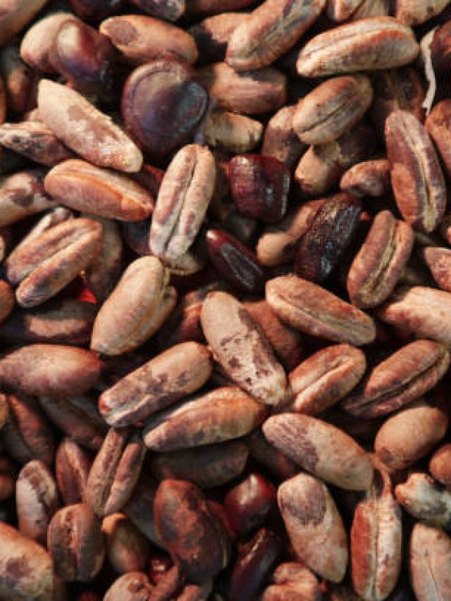 খেজুরের বীজ খেয়ে ফেললে শরীরে এসব হয়, জানলে অবাক হবেন