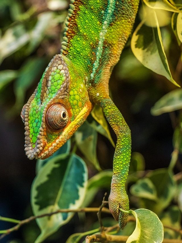 বাড়ির আশেপাশে রক্তচোষা গিরগিটি দেখছেন, কীসের ইঙ্গিত?