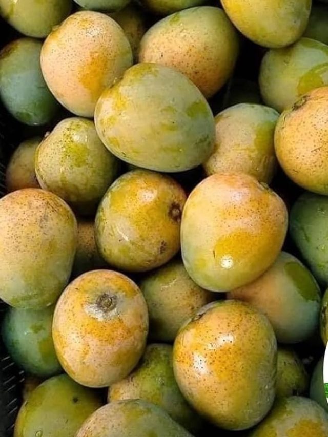 আমের রাজা হিমসাগর, আসল হিমসাগর কীভাবে চিনবেন?