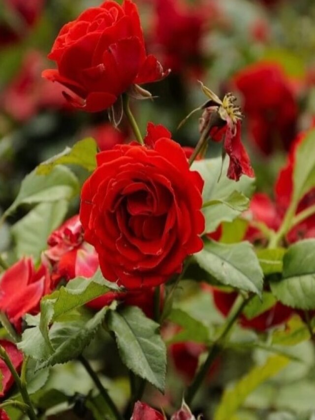 একমুঠো ভাত হলেই হবে, মরা গাছেও ফুটবে ফুল