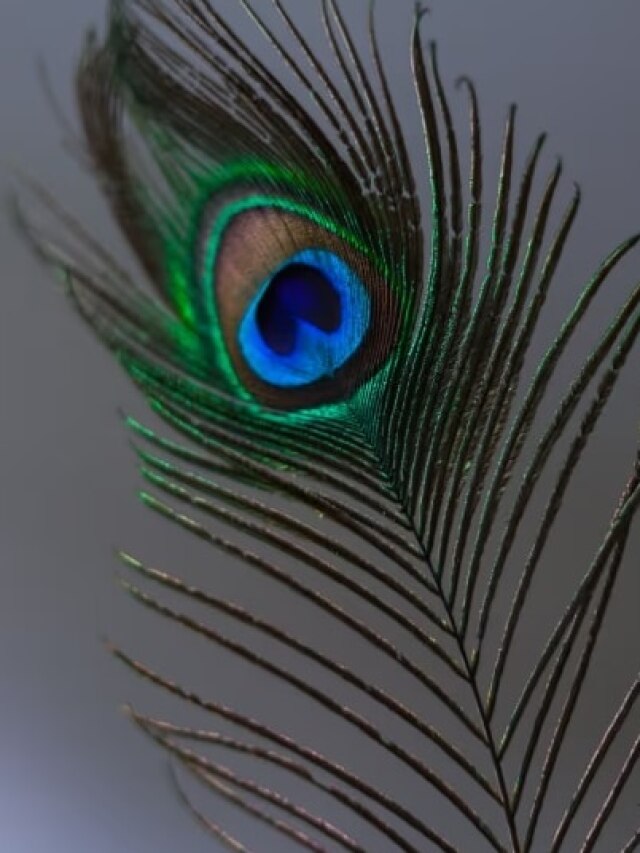 জোড়া ময়ূরের পালক রাখুন বাড়িতে, কীসের ইঙ্গিত জানেন?