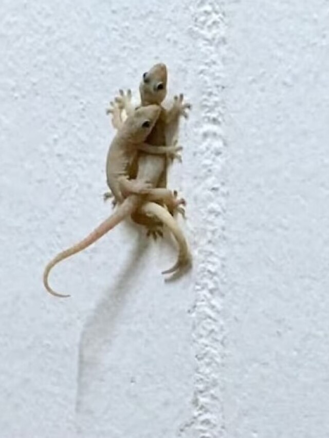 দেওয়ালে জোড়া টিকটিকি, কীসের ইঙ্গিত জানেন?