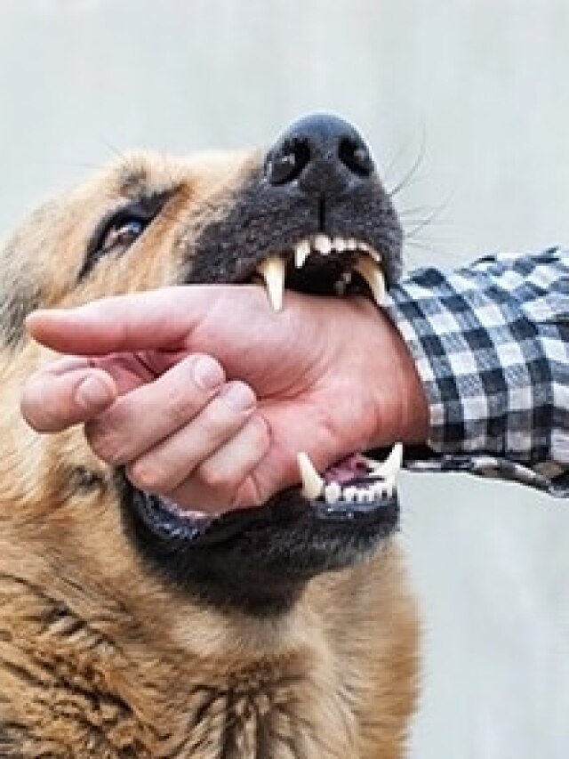 কুকুর কামড়ালে কী কী খাবেন না? জানাটা খুব জরুরি