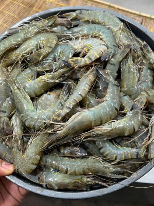 চিংড়িকে বাঙালরা কী নামে ডাকে জানেন? জানালেন পূর্ববঙ্গীয়রাই