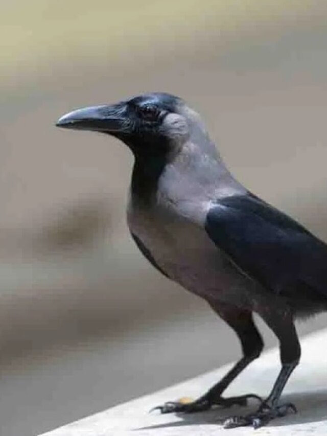 কাককে প্রতিদিন খেতে দেন, জানেন কীসের ইঙ্গিত?