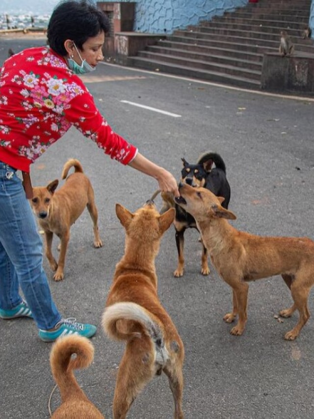 কুকুরকে রোজ রুটি খাওয়ান? জানেন কীসের ইঙ্গিত?