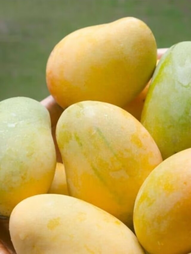 মাছি চিনিয়ে দেবে গাছপাকা আম, টিপস বাতলালেন ফলওয়ালা