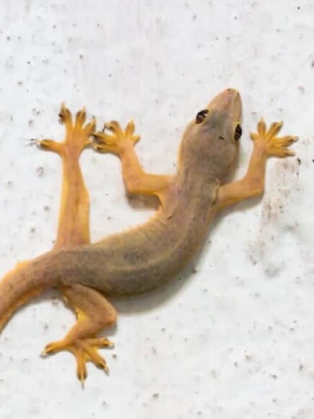 টিকটিকি কামড়ালে কী হয়? ৯৯ শতাংশ মানুষেরই অজানা