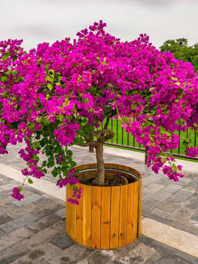 বাড়িতে বোগেনভিলিয়া গাছ আছে? বাস্তু অনুযায়ী কী হয় জানুন