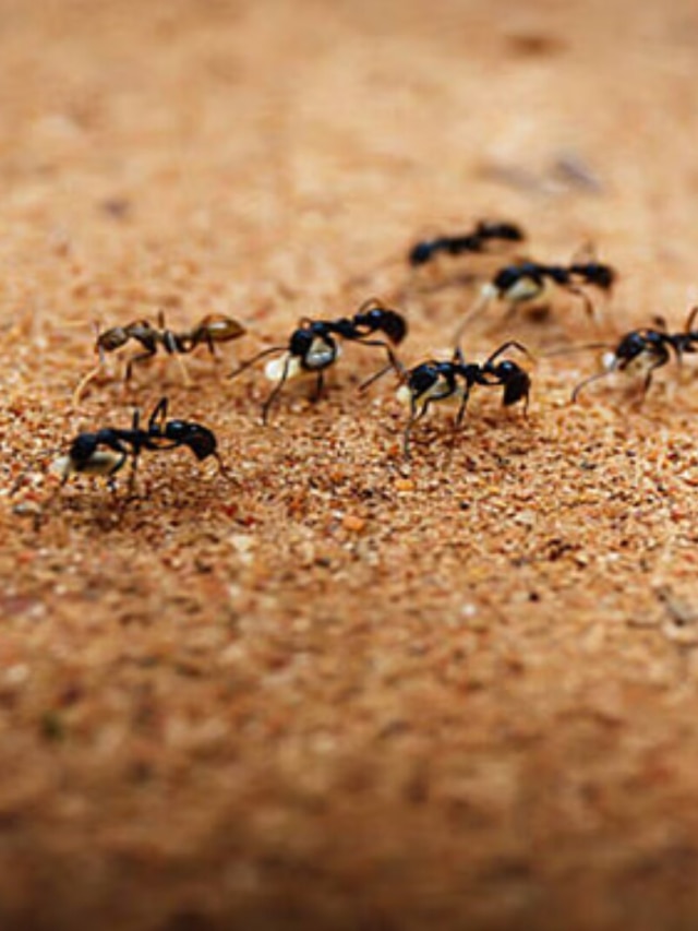 বারবার কালো পিঁপড়ে আসছে বাড়িতে? জানুন শুভ না অশুভ