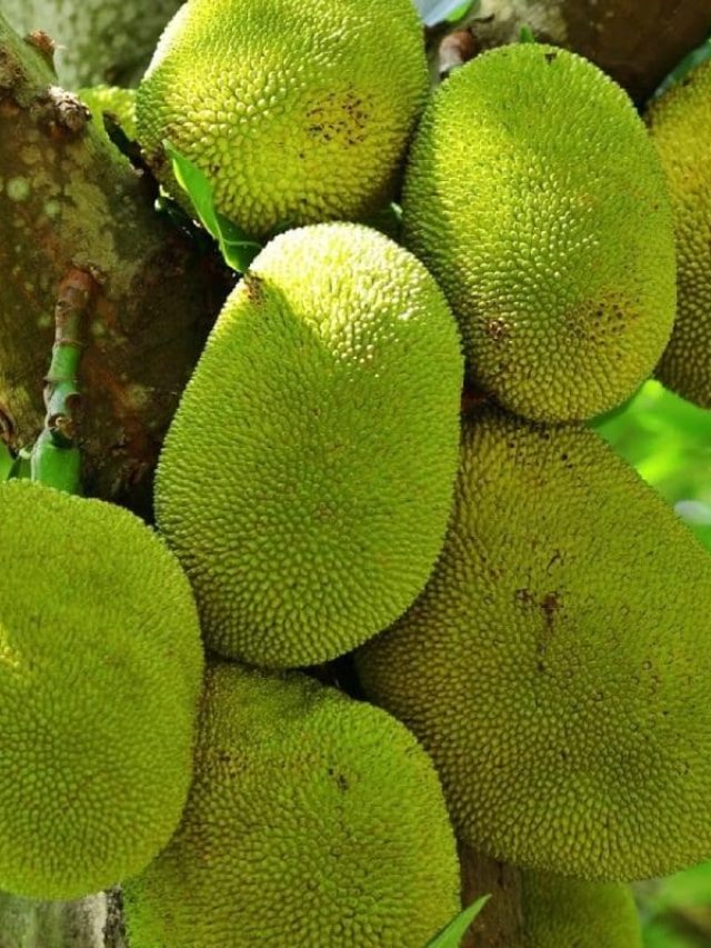 গন্ধ ছড়াবে পাশের বাড়িতেও, টাটকা ও মিষ্টি কাঁঠাল চিনবেন কীভাবে?