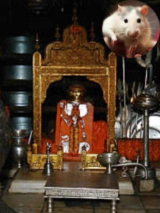 वो मंदिर जहां सफेद चूहा दिखते ही चमक उठती है तकदीर, PM मोदी करेंगे दर्शन