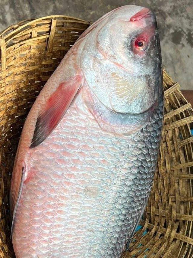 দাম কম কাজ বেশি, রুই-কাতলার সব গুণ সস্তার মাছে