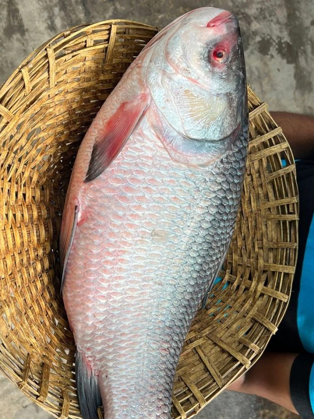 দাম কম কাজ বেশি, রুই-কাতলার সব গুণ সস্তার মাছে