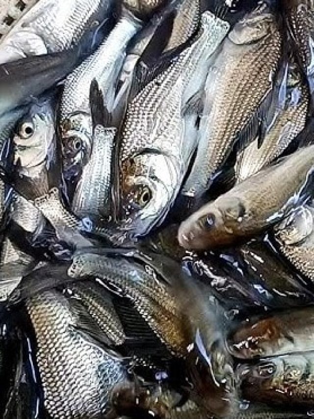 ফরম্যালিন মেশানো মাছ চেনায় মাছি, বাজারে গিয়ে কীভাবে বুঝবেন? ট্রিকস