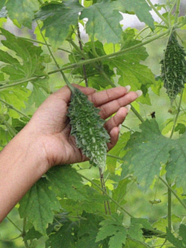 বাড়িতে করলা গাছ লাগানো কি শুভ না অশুভ? জানুন বাস্তু নিয়ম