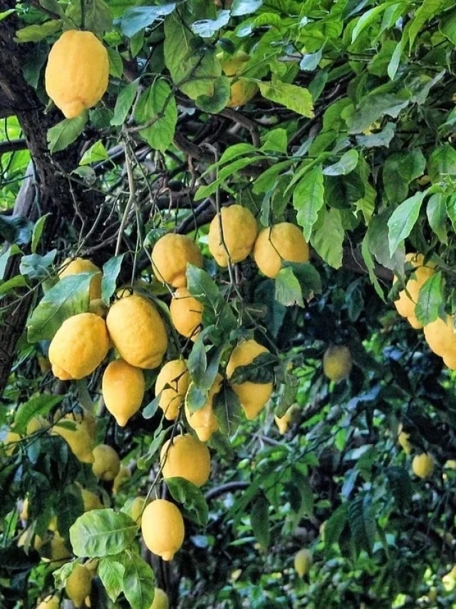 বাড়িতে লেবু গাছ লাগালো কী হয়? জেনেবুঝে লাগান