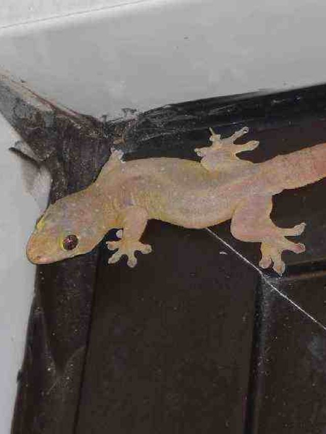 সকালে উঠেই টিকটিকির দর্শন, কীসের ইঙ্গিত?