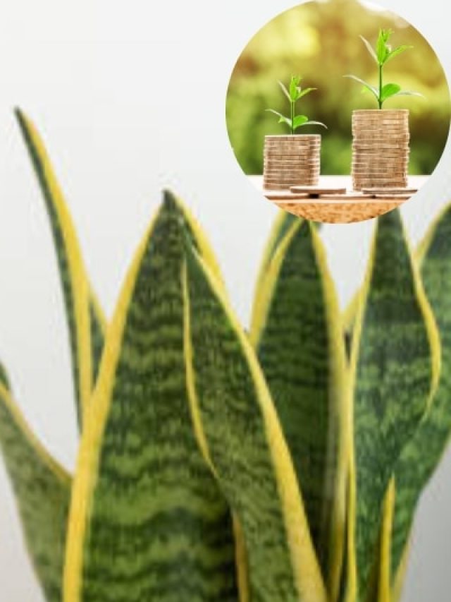 घर में लगा लें ये 5 पौधे, हर संकट होगा दूर, बन जाएंगे मालामाल