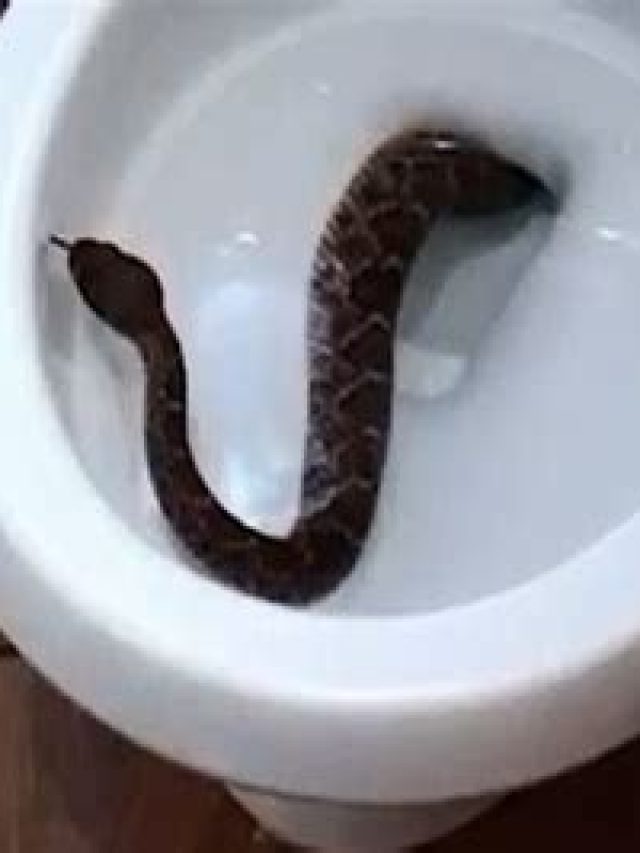 পায়খানার কমোডে সাপ ঢুকে রয়েছে? এই ৫ লক্ষণ দেখলেই বিপদ!