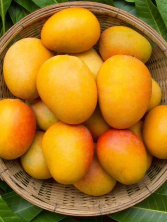 কীভাবে চিনবেন ল্যাংড়া আম? ঠকে যাওয়ার আগে চিনুন ৪ উপায়ে