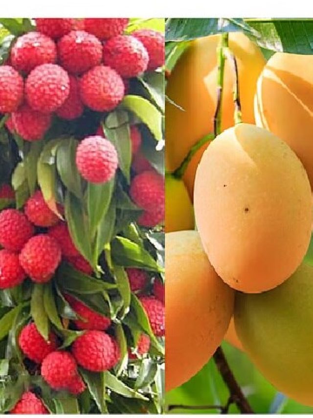 ডায়েবেটিস থাকলে দিনে কতটা আম-লিচু খাওয়া যায়?