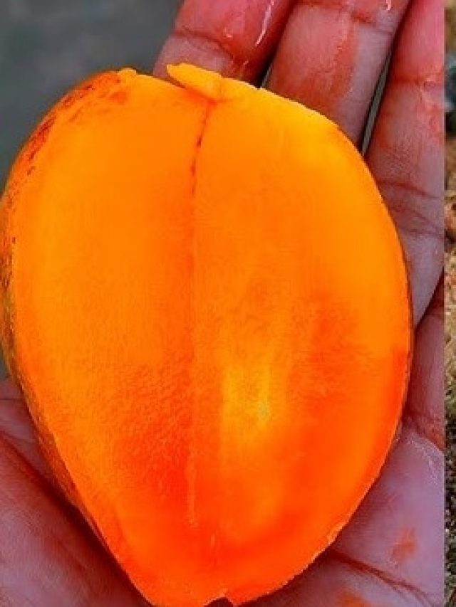 আমেই উঠবে ট্যান, অজানা টিপসে মিলবে সুফল