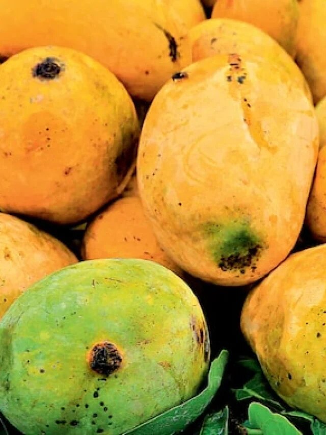 পাকা আম খেলে কি পেট খারাপ হয়? জানুন সত্যিটা