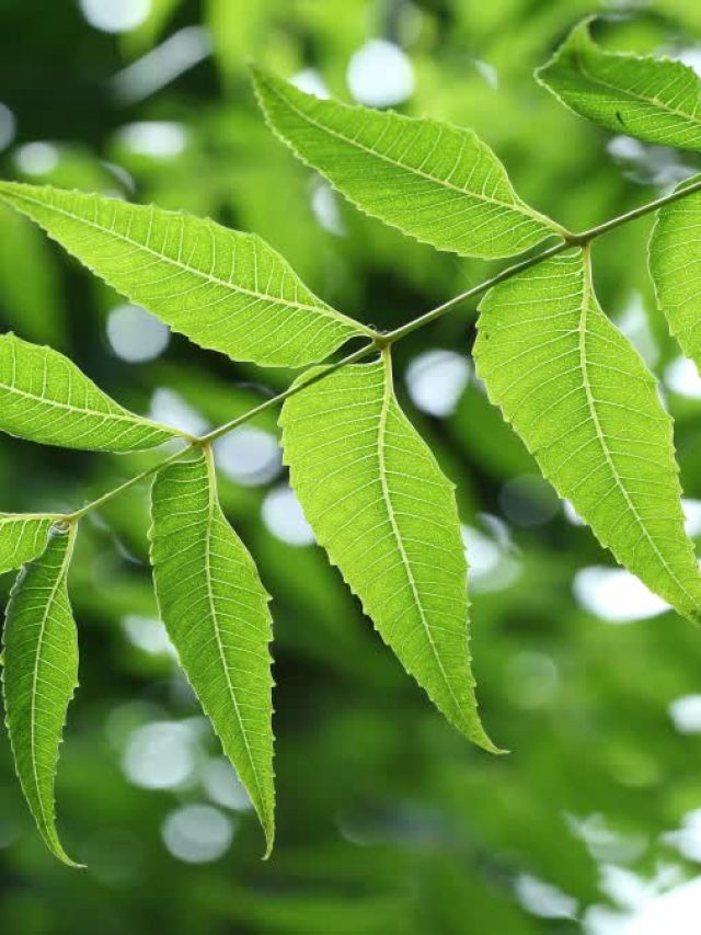 पौधों के लिए बनाएं नीम का फर्टिलाइजर, फॉलो करें ये टिप्स