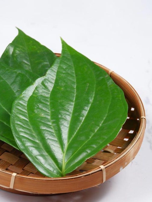 খাওয়ার পর রোজ চিবিয়ে খান এই পাতা! হজম ভাল হবে- কোষ্ঠকাঠিন্য সারবে