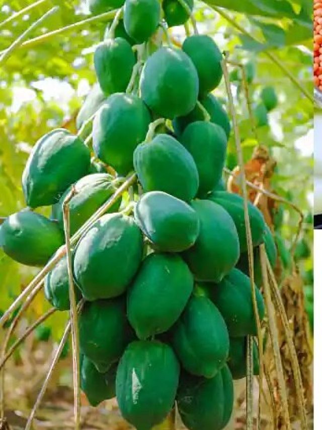 পরপর তিনদিন এভাবে খান কাঁচা পেঁপে, চিরদিনের মতো সেরে যাবে গ্যাস-অম্বল