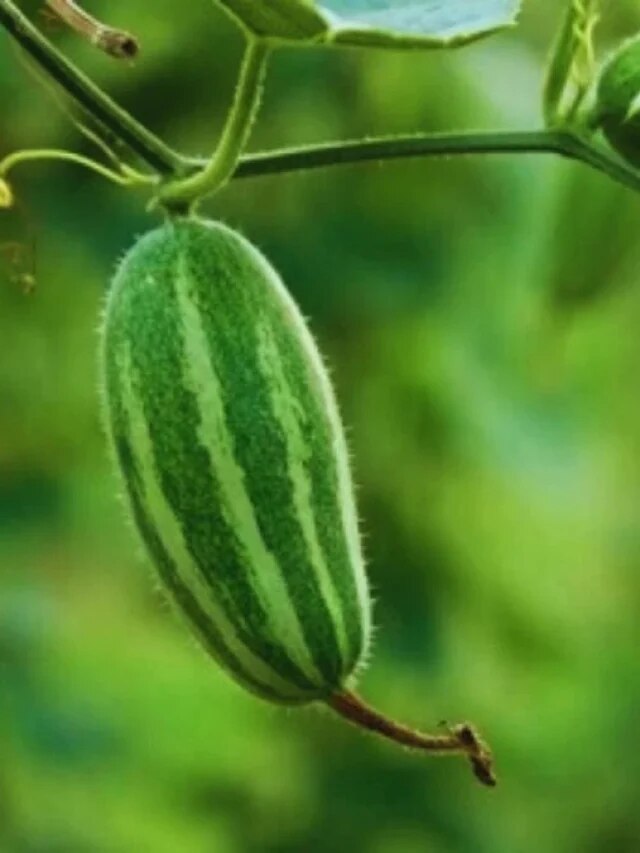 घर में उगाएं परवल का पौधा, जानें देखभाल और सही तरीका